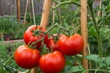 Томаты создано при помощи ИИ